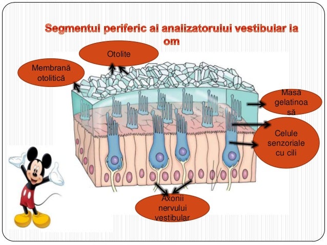 Segmentul Periferic Al Analizatorului Auditiv Anatomia analizatorului statoacustic al omului