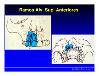 Prof. Peter Reher, CD, MSc, PhDProf. Peter Reher,Prof. Peter Reher, CD,CD, MScMSc,, PhDPhD
Ramos Alv. Sup. AnterioresRamosRamos AlvAlv.. SupSup. Anteriores. Anteriores
 