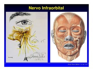 Prof. Peter Reher, CD, MSc, PhDProf. Peter Reher,Prof. Peter Reher, CD,CD, MScMSc,, PhDPhD
Nervo InfraorbitalNervo InfraorbitalNervo Infraorbital
 