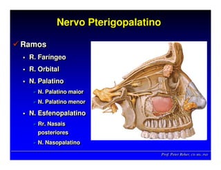 Prof. Peter Reher, CD, MSc, PhDProf. Peter Reher,Prof. Peter Reher, CD,CD, MScMSc,, PhDPhD
Nervo PterigopalatinoNervoNervo PterigopalatinoPterigopalatino
Ramos
R. Faríngeo
R. Orbital
N. Palatino
N. Palatino maior
N. Palatino menor
N. Esfenopalatino
Rr. Nasais
posteriores
N. Nasopalatino
RamosRamos
R. FarR. Farííngeongeo
R. OrbitalR. Orbital
N. PalatinoN. Palatino
N. Palatino maiorN. Palatino maior
N. Palatino menorN. Palatino menor
N.N. EsfenopalatinoEsfenopalatino
Rr. NasaisRr. Nasais
posterioresposteriores
N.N. NasopalatinoNasopalatino
 