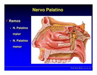 Prof. Peter Reher, CD, MSc, PhDProf. Peter Reher,Prof. Peter Reher, CD,CD, MScMSc,, PhDPhD
Nervo PalatinoNervo PalatinoNervo Palatino
Ramos
N. Palatino
maior
N. Palatino
menor
RamosRamos
N. PalatinoN. Palatino
maiormaior
N. PalatinoN. Palatino
menormenor
 