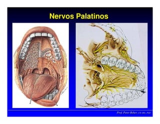 Prof. Peter Reher, CD, MSc, PhDProf. Peter Reher,Prof. Peter Reher, CD,CD, MScMSc,, PhDPhD
Nervos PalatinosNervos PalatinosNervos Palatinos
 