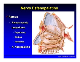 Prof. Peter Reher, CD, MSc, PhDProf. Peter Reher,Prof. Peter Reher, CD,CD, MScMSc,, PhDPhD
Nervo EsfenopalatinoNervoNervo EsfenopalatinoEsfenopalatino
Ramos
Ramos nasais
posteriores
Superiores
Médios
Inferiores
N. Nasopalatino
RamosRamos
Ramos nasaisRamos nasais
posterioresposteriores
SuperioresSuperiores
MMéédiosdios
InferioresInferiores
N.N. NasopalatinoNasopalatino
 