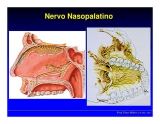 Prof. Peter Reher, CD, MSc, PhDProf. Peter Reher,Prof. Peter Reher, CD,CD, MScMSc,, PhDPhD
Nervo NasopalatinoNervoNervo NasopalatinoNasopalatino
 