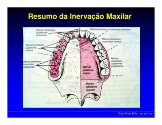 Prof. Peter Reher, CD, MSc, PhDProf. Peter Reher,Prof. Peter Reher, CD,CD, MScMSc,, PhDPhD
Resumo da Inervação MaxilarResumo da InervaResumo da Inervaçção Maxilarão Maxilar
 