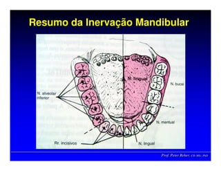 Prof. Peter Reher, CD, MSc, PhDProf. Peter Reher,Prof. Peter Reher, CD,CD, MScMSc,, PhDPhD
Resumo da Inervação MandibularResumo da InervaResumo da Inervaçção Mandibularão Mandibular
 