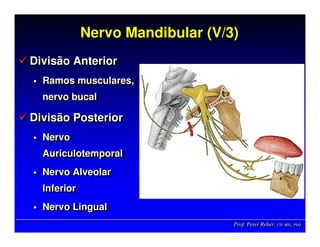 Prof. Peter Reher, CD, MSc, PhDProf. Peter Reher,Prof. Peter Reher, CD,CD, MScMSc,, PhDPhD
Nervo Mandibular (V/3)Nervo Mandibular (V/3)
Divisão Anterior
Ramos musculares,
nervo bucal
Divisão Posterior
Nervo
Auriculotemporal
Nervo Alveolar
Inferior
Nervo Lingual
Divisão AnteriorDivisão Anterior
Ramos musculares,Ramos musculares,
nervo bucalnervo bucal
Divisão PosteriorDivisão Posterior
NervoNervo
AuriculotemporalAuriculotemporal
Nervo AlveolarNervo Alveolar
InferiorInferior
Nervo LingualNervo Lingual
 
