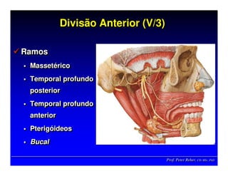 Prof. Peter Reher, CD, MSc, PhDProf. Peter Reher,Prof. Peter Reher, CD,CD, MScMSc,, PhDPhD
Divisão Anterior (V/3)Divisão Anterior (Divisão Anterior (V/3V/3))
Ramos
Massetérico
Temporal profundo
posterior
Temporal profundo
anterior
Pterigóideos
Bucal
RamosRamos
MassetMassetééricorico
Temporal profundoTemporal profundo
posteriorposterior
Temporal profundoTemporal profundo
anterioranterior
PterigPterigóóideosideos
BucalBucal
 