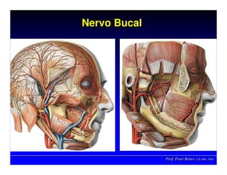 Prof. Peter Reher, CD, MSc, PhDProf. Peter Reher,Prof. Peter Reher, CD,CD, MScMSc,, PhDPhD
Nervo BucalNervo BucalNervo Bucal
 