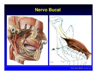 Prof. Peter Reher, CD, MSc, PhDProf. Peter Reher,Prof. Peter Reher, CD,CD, MScMSc,, PhDPhD
Nervo BucalNervo BucalNervo Bucal
 