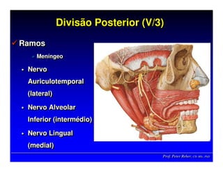 Prof. Peter Reher, CD, MSc, PhDProf. Peter Reher,Prof. Peter Reher, CD,CD, MScMSc,, PhDPhD
Divisão Posterior (V/3)Divisão Posterior (Divisão Posterior (V/3V/3))
Ramos
Meníngeo
Nervo
Auriculotemporal
(lateral)
Nervo Alveolar
Inferior (intermédio)
Nervo Lingual
(medial)
RamosRamos
MenMenííngeongeo
NervoNervo
AuriculotemporalAuriculotemporal
(lateral)(lateral)
Nervo AlveolarNervo Alveolar
Inferior (intermInferior (interméédio)dio)
Nervo LingualNervo Lingual
(medial)(medial)
 