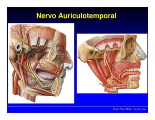 Prof. Peter Reher, CD, MSc, PhDProf. Peter Reher,Prof. Peter Reher, CD,CD, MScMSc,, PhDPhD
Nervo AuriculotemporalNervoNervo AuriculotemporalAuriculotemporal
 