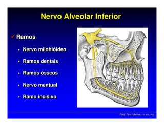 Prof. Peter Reher, CD, MSc, PhDProf. Peter Reher,Prof. Peter Reher, CD,CD, MScMSc,, PhDPhD
Nervo Alveolar InferiorNervo Alveolar InferiorNervo Alveolar Inferior
Ramos
Nervo milohióideo
Ramos dentais
Ramos ósseos
Nervo mentual
Ramo incisivo
RamosRamos
NervoNervo milohimilohióóideoideo
Ramos dentaisRamos dentais
RamosRamos óósseossseos
NervoNervo mentualmentual
Ramo incisivoRamo incisivo
 