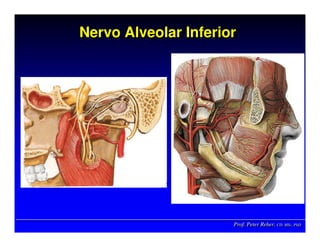 Prof. Peter Reher, CD, MSc, PhDProf. Peter Reher,Prof. Peter Reher, CD,CD, MScMSc,, PhDPhD
Nervo Alveolar InferiorNervo Alveolar InferiorNervo Alveolar Inferior
 