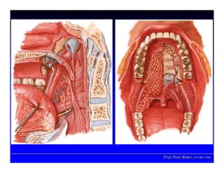 Prof. Peter Reher, CD, MSc, PhDProf. Peter Reher,Prof. Peter Reher, CD,CD, MScMSc,, PhDPhD
 