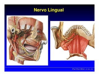 Prof. Peter Reher, CD, MSc, PhDProf. Peter Reher,Prof. Peter Reher, CD,CD, MScMSc,, PhDPhD
Nervo LingualNervo LingualNervo Lingual
 