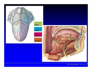Prof. Peter Reher, CD, MSc, PhDProf. Peter Reher,Prof. Peter Reher, CD,CD, MScMSc,, PhDPhD
 