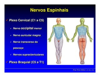 Prof. Peter Reher, CD, MSc, PhDProf. Peter Reher,Prof. Peter Reher, CD,CD, MScMSc,, PhDPhD
Nervos EspinhaisNervos EspinhaisNervos Espinhais
Plexo Cervical (C1 a C5)
Nervo occipital menor
Nervo auricular magno
Nervo transverso do
pescoço
Nervos supraclaviculares
Plexo Braquial (C5 a T1)
Plexo Cervical (Plexo Cervical (C1C1 aa C5C5))
NervoNervo occipitaloccipital menormenor
Nervo auricular magnoNervo auricular magno
Nervo transverso doNervo transverso do
pescopescoççoo
NervosNervos supraclavicularessupraclaviculares
Plexo Braquial (Plexo Braquial (C5C5 aa T1T1))
 
