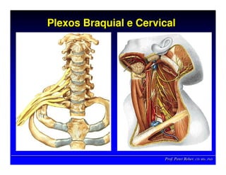 Prof. Peter Reher, CD, MSc, PhDProf. Peter Reher,Prof. Peter Reher, CD,CD, MScMSc,, PhDPhD
Plexos Braquial e CervicalPlexos Braquial e CervicalPlexos Braquial e Cervical
 