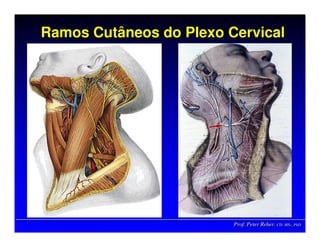 Prof. Peter Reher, CD, MSc, PhDProf. Peter Reher,Prof. Peter Reher, CD,CD, MScMSc,, PhDPhD
Ramos Cutâneos do Plexo CervicalRamos Cutâneos do Plexo CervicalRamos Cutâneos do Plexo Cervical
 