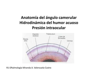 Anatomía del ángulo camerular
Hidrodinámica del humor acuoso
Presión intraocular
R1 Oftalmología Miranda A. Valenzuela Castro
 