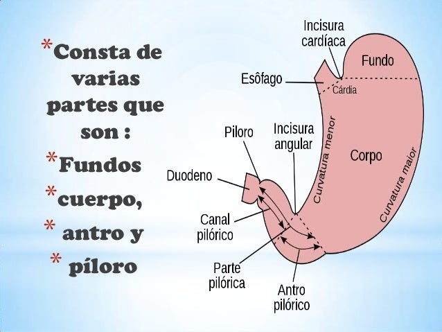 Cuál es la función del esófago