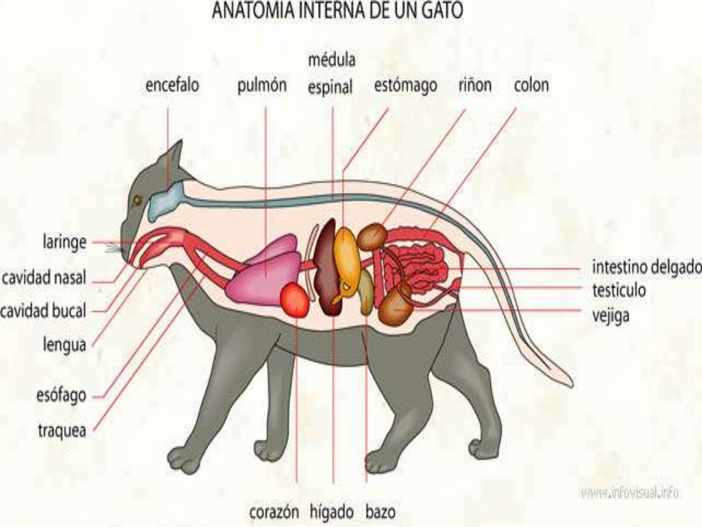 Anatomia animal 