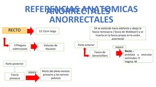 RECTO
REFERENCIAS ANATOMICAS
ANORRECTALES
12-15cm largo
3 Pliegues
submucosos
S4 se extiende hacia adelante y abajo la
fascia rectosacra ( fascia de Waldeyer) y se
inserta en la fascia propia en la unión
anorrectal
Valvulas de
Houston
Recto del plexo venoso
presacro y los nervios
pelvicos
Fascia
presacra
Parte posterior
Parte anterior
Fascia de
Denonvilliers
Recto .-
próstata y vesículas
seminales: H
Vagina: M
separa
separa
ANORRECTALES
 