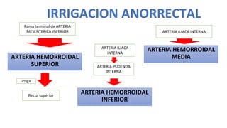 ARTERIA HEMORROIDAL
SUPERIOR
IRRIGACION ANORRECTAL
Rama terminal de ARTERIA
MESENTERICA INFERIOR
Recto superior
irriga
ARTERIA HEMORROIDAL
MEDIA
ARTERIA ILIACA INTERNA
ARTERIA HEMORROIDAL
INFERIOR
ARTERIA PUDENDA
INTERNA
ARTERIA ILIACA
INTERNA
 