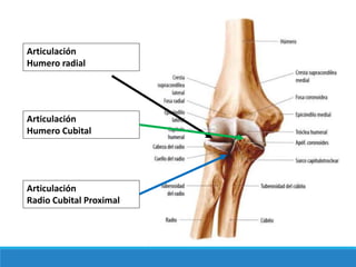 Articulación
Humero radial
Articulación
Humero Cubital
Articulación
Radio Cubital Proximal
 