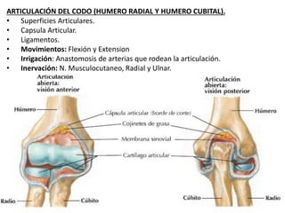 ARTICULACIÓN DEL CODO (HUMERO RADIAL Y HUMERO CUBITAL).
• Superficies Articulares.
• Capsula Articular.
• Ligamentos.
• Movimientos: Flexión y Extension
• Irrigación: Anastomosis de arterias que rodean la articulación.
• Inervación: N. Musculocutaneo, Radial y Ulnar.
 