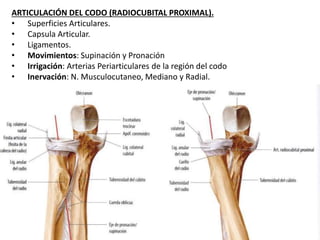 ARTICULACIÓN DEL CODO (RADIOCUBITAL PROXIMAL).
• Superficies Articulares.
• Capsula Articular.
• Ligamentos.
• Movimientos: Supinación y Pronación
• Irrigación: Arterias Periarticulares de la región del codo
• Inervación: N. Musculocutaneo, Mediano y Radial.
 