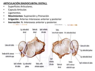 ARTICULACIÓN (RADIOCUBITAL DISTAL).
• Superficies Articulares.
• Capsula Articular.
• Ligamentos.
• Movimientos: Supinación y Pronación
• Irrigación: Arterias Interoseas anterior y posterior
• Inervación: N. Interoseos anterior y posterior.
 