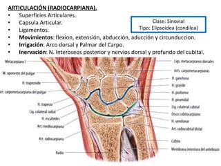 ARTICULACIÓN (RADIOCARPIANA).
• Superficies Articulares.
• Capsula Articular.
• Ligamentos.
• Movimientos: flexion, extensión, abducción, aducción y circunduccion.
• Irrigación: Arco dorsal y Palmar del Carpo.
• Inervación: N. Interoseos posterior y nervios dorsal y profundo del cubital.
Clase: Sinovial
Tipo: Elipsoidea (condilea)
 