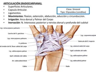 ARTICULACIÓN (RADIOCARPIANA).
• Superficies Articulares.
• Capsula Articular.
• Ligamentos.
• Movimientos: flexion, extensión, abducción, aducción y circunduccion.
• Irrigación: Arco dorsal y Palmar del Carpo
• Inervación: N. Interoseos posterior y nervios dorsal y profundo del cubital
Clase: Sinovial
Tipo: Elipsoidea (condilea)
 