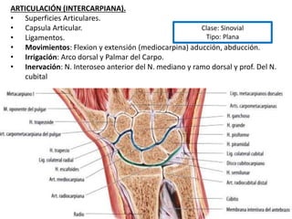 Clase: Sinovial
Tipo: Plana
ARTICULACIÓN (INTERCARPIANA).
• Superficies Articulares.
• Capsula Articular.
• Ligamentos.
• Movimientos: Flexion y extensión (mediocarpina) aducción, abducción.
• Irrigación: Arco dorsal y Palmar del Carpo.
• Inervación: N. Interoseo anterior del N. mediano y ramo dorsal y prof. Del N.
cubital
 