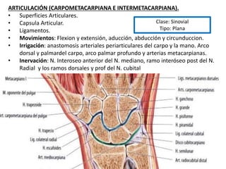 ARTICULACIÓN (CARPOMETACARPIANA E INTERMETACARPIANA).
• Superficies Articulares.
• Capsula Articular.
• Ligamentos.
• Movimientos: Flexion y extensión, aducción, abducción y circunduccion.
• Irrigación: anastomosis arteriales periarticulares del carpo y la mano. Arco
dorsal y palmardel carpo, arco palmar profundo y arterias metacarpianas.
• Inervación: N. Interoseo anterior del N. mediano, ramo interóseo post del N.
Radial y los ramos dorsales y prof del N. cubital
Clase: Sinovial
Tipo: Plana
 