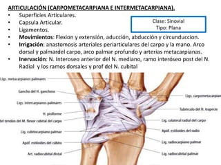 ARTICULACIÓN (CARPOMETACARPIANA E INTERMETACARPIANA).
• Superficies Articulares.
• Capsula Articular.
• Ligamentos.
• Movimientos: Flexion y extensión, aducción, abducción y circunduccion.
• Irrigación: anastomosis arteriales periarticulares del carpo y la mano. Arco
dorsal y palmardel carpo, arco palmar profundo y arterias metacarpianas.
• Inervación: N. Interoseo anterior del N. mediano, ramo interóseo post del N.
Radial y los ramos dorsales y prof del N. cubital
Clase: Sinovial
Tipo: Plana
 