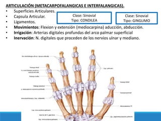 ARTICULACIÓN (METACARPOFALANGICAS E INTERFALANGICAS).
• Superficies Articulares.
• Capsula Articular.
• Ligamentos.
• Movimientos: Flexion y extensión (mediocarpina) aducción, abducción.
• Irrigación: Arterias digitales profundas del arco palmar superficial
• Inervación: N. digitales que proceden de los nervios ulnar y mediano.
Clase: Sinovial
Tipo: CONDILEA
Clase: Sinovial
Tipo: GINGLIMO
 