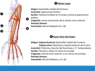 ❸Palmar Largo:
Origen: Epicóndilo medial del húmero.
Inserción: Aponeurosis Palmar
Acción: Flexiona la Mano en el carpo y tensa la aponeurosis
palmar.
Irrigación: ramas recurrentes de la arteria ulnar anterior.
Drenaje Venoso:
Inervación: Nervio Mediano (c7, c8)
❹Flexor Ulnar del Carpo:
Origen: Cabeza Humeral: Epicondilo medial del humero.
Cabeza ulnar: Olecranon y borde posterior de la ulna.
Inserción: Pisiforme, Gancho del Ganchoso y 5° metacarpiano
Acción: Flexiona y aduce la mano en el carpo
Irrigación: arterial ulnar anterior y sus ramas recurrentes.
Drenaje Venoso:
Inervación: Nervio Mediano. (c7, c8)
❷
❶
❸
❹
❺
 