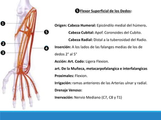 ❺Flexor Superficial de los Dedos:
Origen: Cabeza Humeral: Epicóndilo medial del húmero.
Cabeza Cubital: Apof. Coronoides del Cubito.
Cabeza Radial: Distal a la tuberosidad del Radio.
Inserción: A los lados de las falanges medias de los de
dedos 2° al 5°
Acción: Art. Codo: Ligera Flexion.
art. De la Muñeca, metacarpofalangica e interfalangicas
Proximales: Flexion.
Irrigación: ramas anteriores de las Arterias ulnar y radial.
Drenaje Venoso:
Inervación: Nervio Mediano (C7, C8 y T1)
❷
❶
❸
❹
❺
 