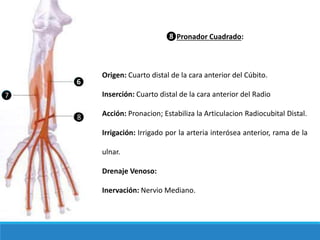 ❻
❼
❽
❽Pronador Cuadrado:
Origen: Cuarto distal de la cara anterior del Cúbito.
Inserción: Cuarto distal de la cara anterior del Radio
Acción: Pronacion; Estabiliza la Articulacion Radiocubital Distal.
Irrigación: Irrigado por la arteria interósea anterior, rama de la
ulnar.
Drenaje Venoso:
Inervación: Nervio Mediano.
 