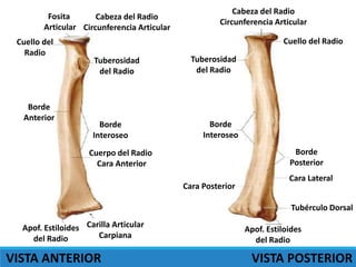 Fosita
Articular
Cabeza del Radio
Circunferencia Articular
Cuello del
Radio
Tuberosidad
del Radio
Borde
Interoseo
Cuerpo del Radio
Cara Anterior
Borde
Anterior
Apof. Estiloides
del Radio
Carilla Articular
Carpiana
Cabeza del Radio
Circunferencia Articular
Cuello del Radio
Tuberosidad
del Radio
Borde
Interoseo
Borde
Posterior
Cara Lateral
Cara Posterior
Tubérculo Dorsal
Apof. Estiloides
del Radio
VISTA ANTERIOR VISTA POSTERIOR
 