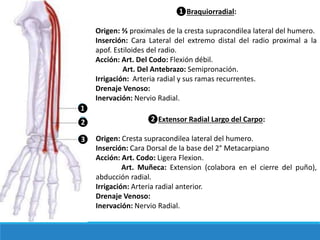 ❶Braquiorradial:
Origen: ⅔ proximales de la cresta supracondilea lateral del humero.
Inserción: Cara Lateral del extremo distal del radio proximal a la
apof. Estiloides del radio.
Acción: Art. Del Codo: Flexión débil.
Art. Del Antebrazo: Semipronación.
Irrigación: Arteria radial y sus ramas recurrentes.
Drenaje Venoso:
Inervación: Nervio Radial.
❶
❷ ❷Extensor Radial Largo del Carpo:
Origen: Cresta supracondilea lateral del humero.
Inserción: Cara Dorsal de la base del 2° Metacarpiano
Acción: Art. Codo: Ligera Flexion.
Art. Muñeca: Extension (colabora en el cierre del puño),
abducción radial.
Irrigación: Arteria radial anterior.
Drenaje Venoso:
Inervación: Nervio Radial.
❸
 