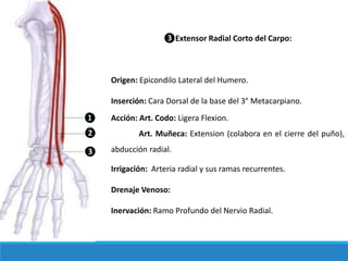 ❸Extensor Radial Corto del Carpo:
Origen: Epicondilo Lateral del Humero.
Inserción: Cara Dorsal de la base del 3° Metacarpiano.
Acción: Art. Codo: Ligera Flexion.
Art. Muñeca: Extension (colabora en el cierre del puño),
abducción radial.
Irrigación: Arteria radial y sus ramas recurrentes.
Drenaje Venoso:
Inervación: Ramo Profundo del Nervio Radial.
❶
❷
❸
 