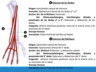 ❹Extensor de los Dedos:
Origen: Epincóndilo Lateral del Húmero
Inserción: Aponeurosis dorsal de los dedos 2° a 5°
Acción: Art. De la Muñeca: Extensión.
Art. Metacarpofalangica, interfalangica distales y
proximales de los dedos 2° a 5°: Extension y Abduccion de los
dedos.
Irrigación: Arteria ínterósea posterior, rama de la arteria ulnar y en
ocasiones de la radial.
Drenaje Venoso:
Inervación: Ramo Profundo del Nervio Radial.
❹
❺Extensor del Meñique:
Origen: Epicóndilo Lateral del Húmero
Inserción: Aponeurosis Dorsal de 5° dedo.
Acción: Art. Muñeca: Extension y abducción cubital.
Art. Metacarpofalangica, interfalangica distales y
proximales del 5° dedo: Extension y Abduccion del 5° dedo.
Irrigación: aArteria ínterósea posterior, rama de la arteria ulnar y
en ocasiones de la radial.
Drenaje Venoso:
Inervación: Ramo Profundo del Nervio Radial.
❺
❻
 
