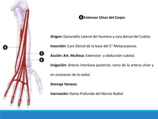 ❻Extensor Ulnar del Carpo:
Origen: Epicondilo Lateral del Humero y cara dorsal del Cubito.
Inserción: Cara Dorsal de la base del 5° Metacarpiano.
Acción: Art. Muñeca: Extension y abducción cubital.
Irrigación: Arteria ínterósea posterior, rama de la arteria ulnar y
en ocasiones de la radial.
Drenaje Venoso:
Inervación: Ramo Profundo del Nervio Radial.
❹
❺
❻
 