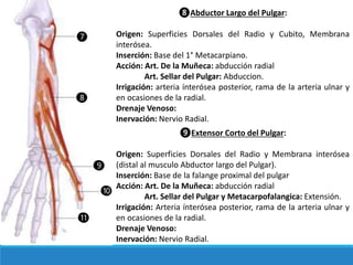 ❼
❽
❾
❿
⓫
❽Abductor Largo del Pulgar:
Origen: Superficies Dorsales del Radio y Cubito, Membrana
interósea.
Inserción: Base del 1° Metacarpiano.
Acción: Art. De la Muñeca: abducción radial
Art. Sellar del Pulgar: Abduccion.
Irrigación: arteria ínterósea posterior, rama de la arteria ulnar y
en ocasiones de la radial.
Drenaje Venoso:
Inervación: Nervio Radial.
❾Extensor Corto del Pulgar:
Origen: Superficies Dorsales del Radio y Membrana interósea
(distal al musculo Abductor largo del Pulgar).
Inserción: Base de la falange proximal del pulgar
Acción: Art. De la Muñeca: abducción radial
Art. Sellar del Pulgar y Metacarpofalangica: Extensión.
Irrigación: Arteria ínterósea posterior, rama de la arteria ulnar y
en ocasiones de la radial.
Drenaje Venoso:
Inervación: Nervio Radial.
 