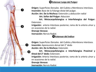 ❿Extensor Largo del Pulgar:
Origen: Superficies Dorsales del Cubito y Membrana interósea.
Inserción: Base de la Falange distal del pulgar.
Acción: Art. De la Muñeca: Extensión y abducción radial
Art. Sellar del Pulgar: Aduccion
Art. Metacarpofalangica e Interfalangica del Pulgar:
Extension.
Irrigación: arteria ínterósea posterior, rama de la arteria ulnar y
en ocasiones de la radial.
Drenaje Venoso:
Inervación: Nervio Radial.
❼
❽
❾
❿
⓫
⓫Extensor del Indice:
Origen: Superficies Dorsales del Cubito y Membrana interósea.
Inserción: Aponeurosis dorsal del 2° dedo
Acción: Art. De la Muñeca: Extensión
Art. Metacarpofalangica e Interfalangica Proximal y
Distal del 2° dedo: Extension.
Irrigación: Arteria ínterósea posterior, rama de la arteria ulnar y
en ocasiones de la radial.
Drenaje Venoso:
Inervación: Nervio Radial.
 