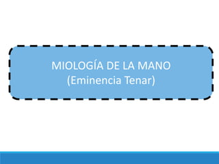 MIOLOGÍA DE LA MANO
(Eminencia Tenar)
 